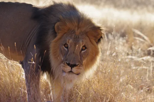  a lion in Etosha National Park in Namibia