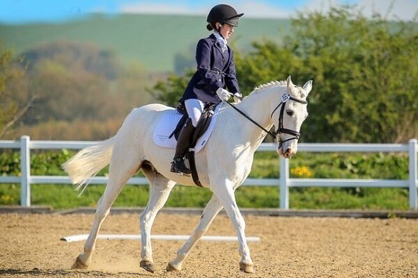 Rider on white horse competing in showjumping ring at NSEA National County Championships