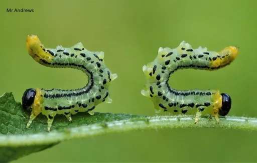 2 green caterpillars curled end to end on a leaf in nature