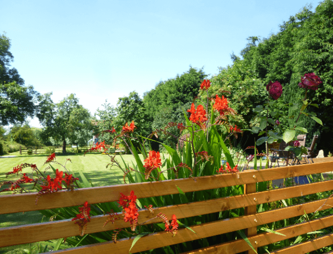 A garden in bloom