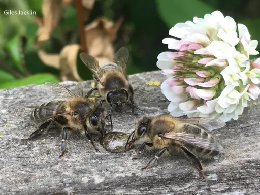 3 honey bees gathered on a tree log next to a white flower in nature